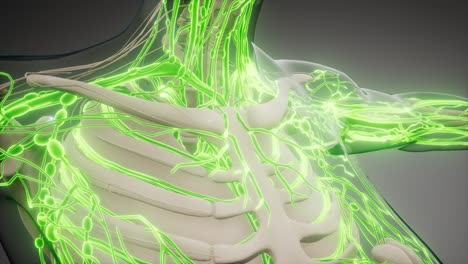 vasos sanguíneos del cuerpo humano