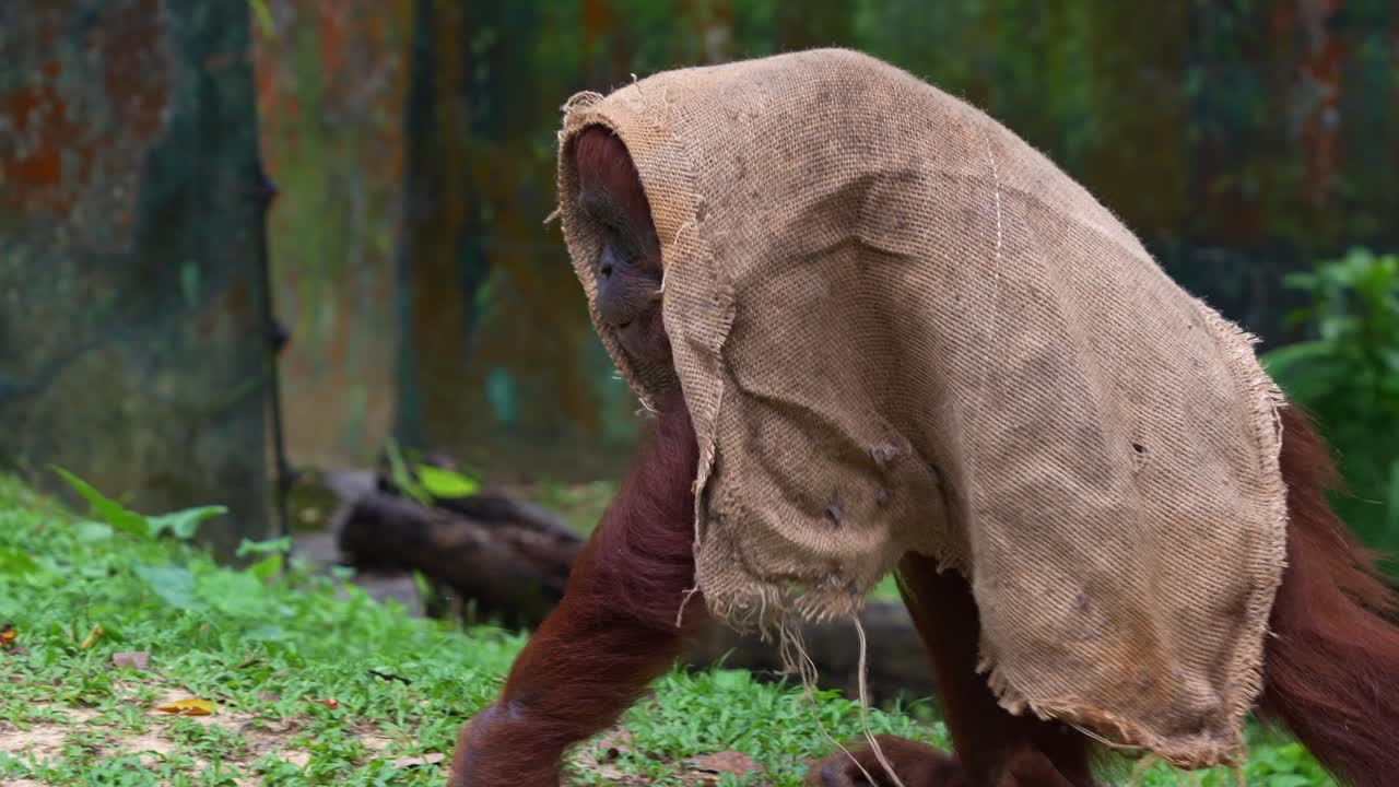 Close up shot of a playful orangutan walking with a burlap sack over its head in a forested environment, a critically endangered animal species