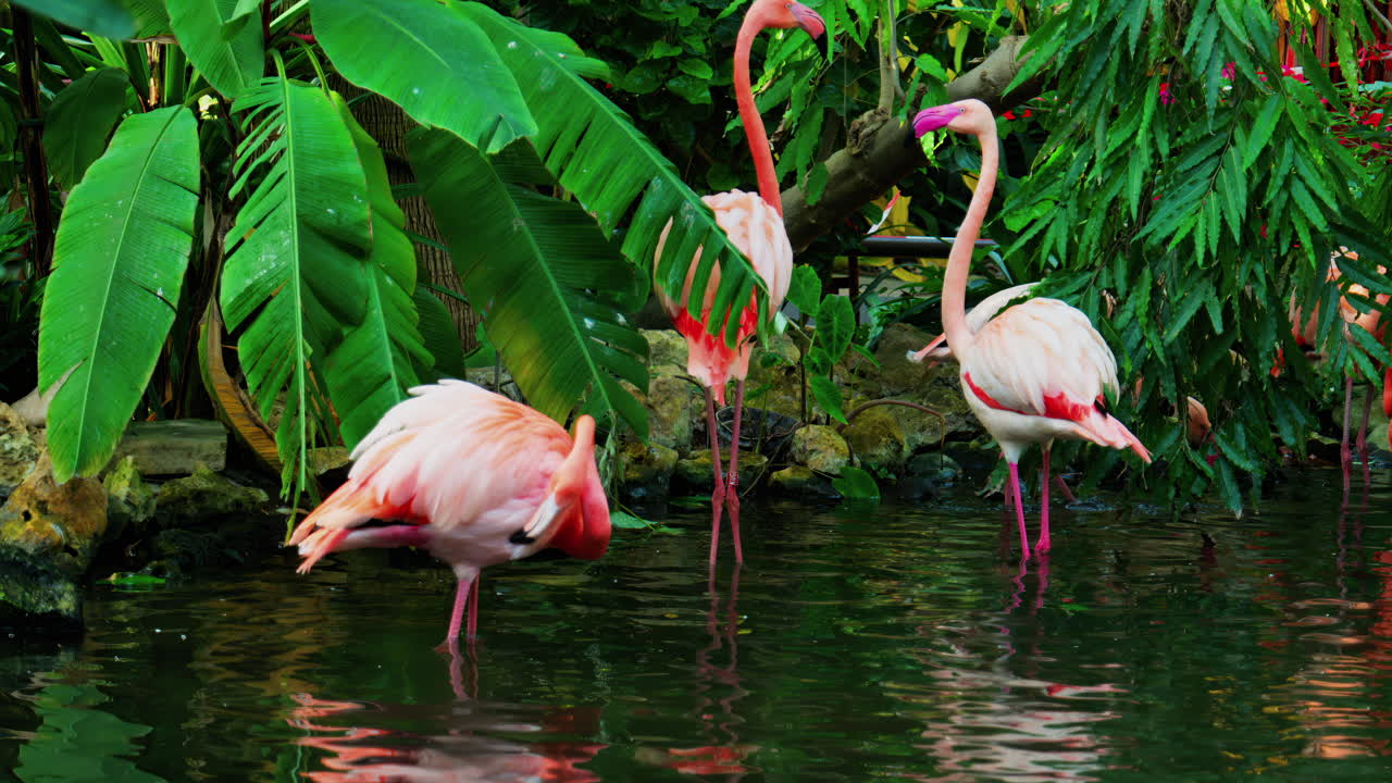 Close up of beautiful, pink flamingos standing in water at a zoo
