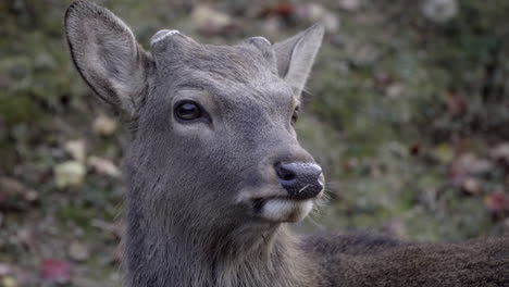 Head-of-male-Japanese-Sika-deer-or-buck-in-Nara-park,-close-up