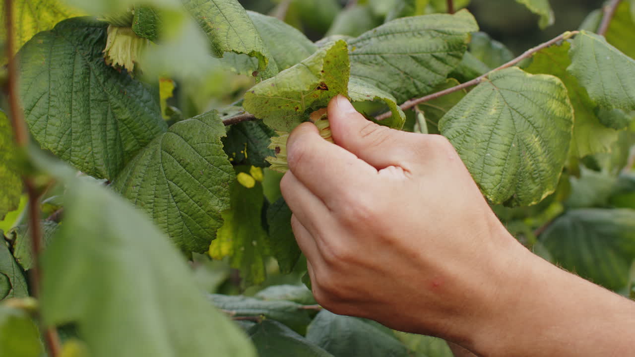 Closeup male farmer hand plucks collects ripe hazelnuts from a deciduous hazel tree bunch in garden
