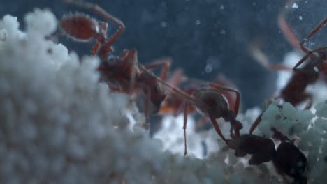 closeup macro of harvester ants hard at work in their ant farm