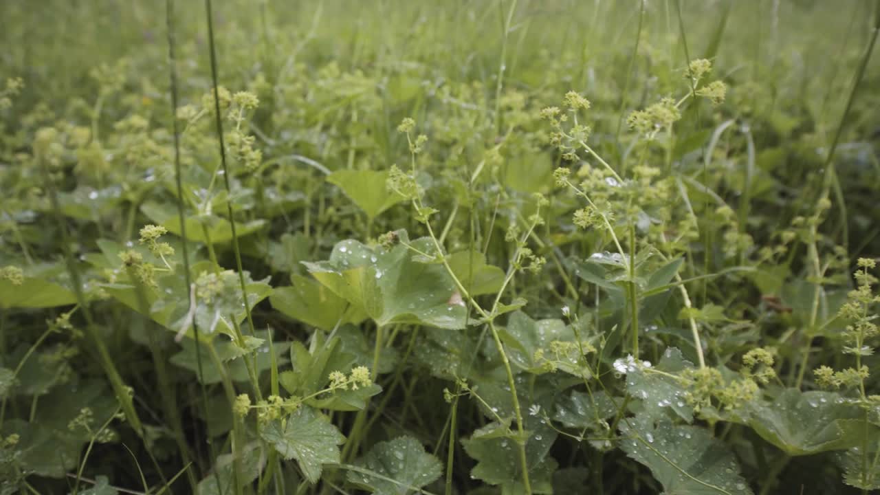 hierba y plantas húmedas