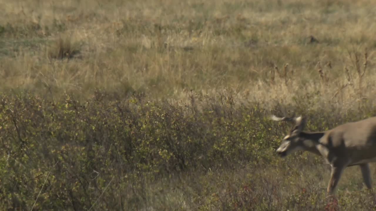 dos ciervos de cola blanca (odocoileus virginianus) ciervos alces (cervus canadensis) toro con varias hembras rango nacional de bisontes montana 2015
