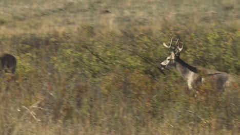 Zwei-Weißwedelhirsche-(odocoileus-Virginianus)-Böcke-(Cervus-Canadensis)-Stier-Mit-Mehreren-Weibchen-National-Bison-Range-Montana-2015