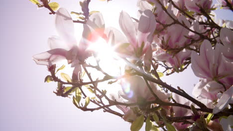 sunlight shining through flowers on magnolia tree