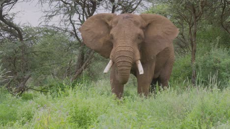 a medium close-up of a massive bull elephant calmly grazing in thick vegetation in amboseli, kenya. a majestic wildlife moment showcasing raw african elephant's behavior in its natural habitat