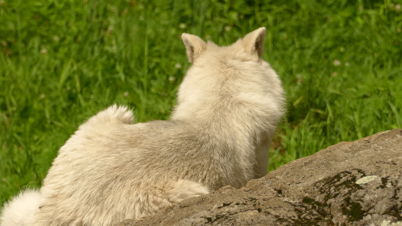 lobo ártico blanco salvaje sentado relajándose contra el registro de árboles caídos en el campo de hierba