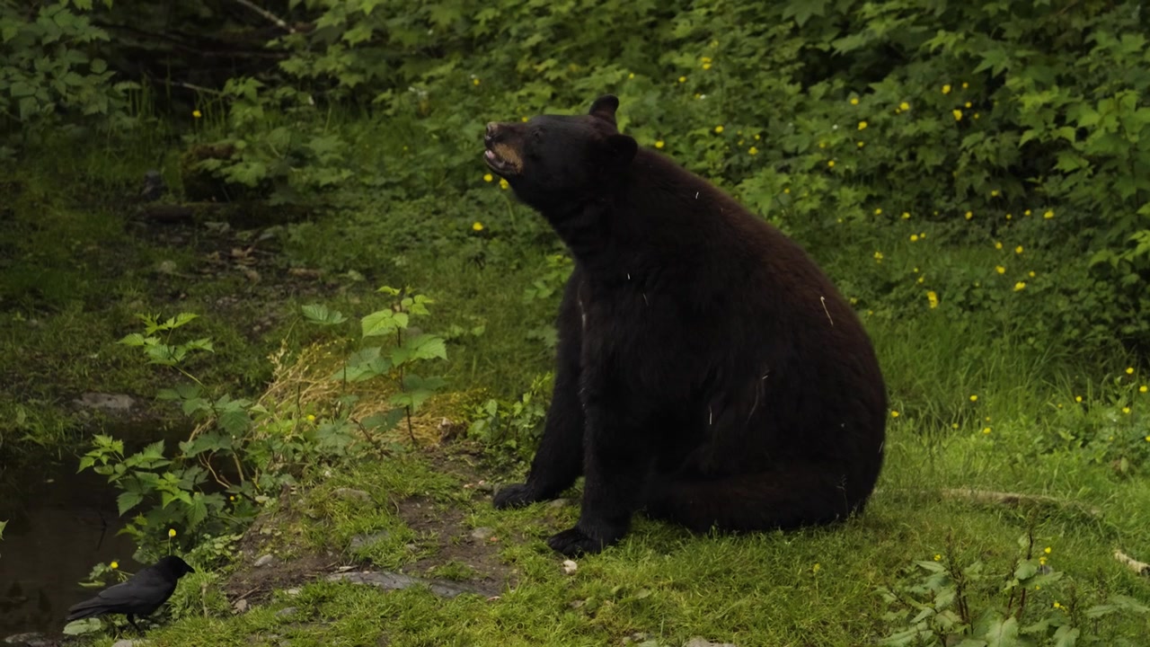Orso bruno dell'Alaska seduto a rilassarsi su una rigogliosa sponda verde del fiume con un amico corvo