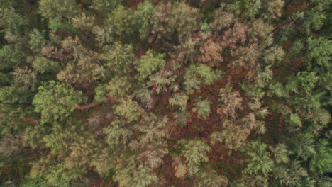 Aerial-View-Of-A-Person-Riding-Bicycle-Over-Mountain-Bike-Trails-In-'t-Nije-Hemelriek,-Gasselte,-Province-of-Groningen,-Netherlands