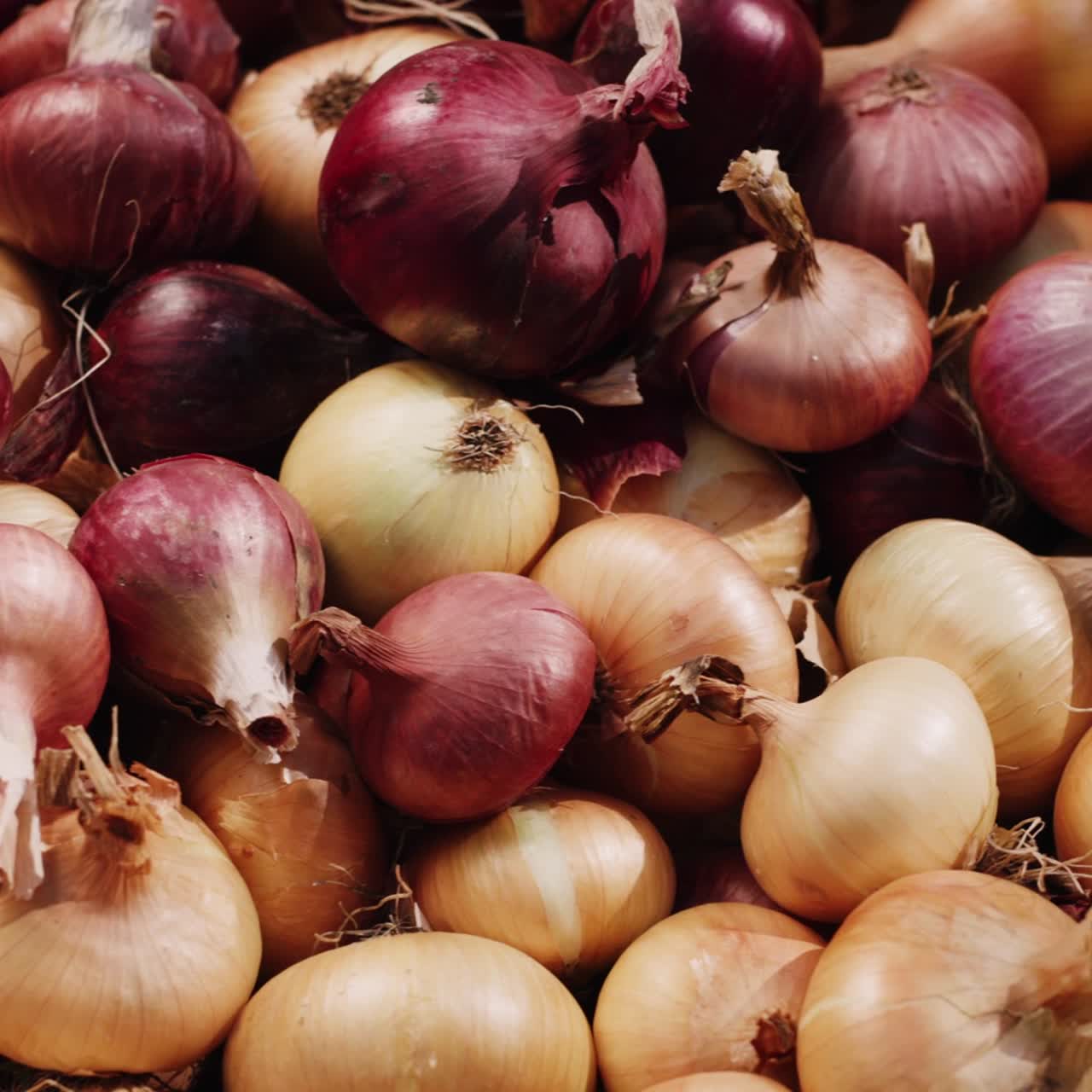 Freshly harvested onion bulbs