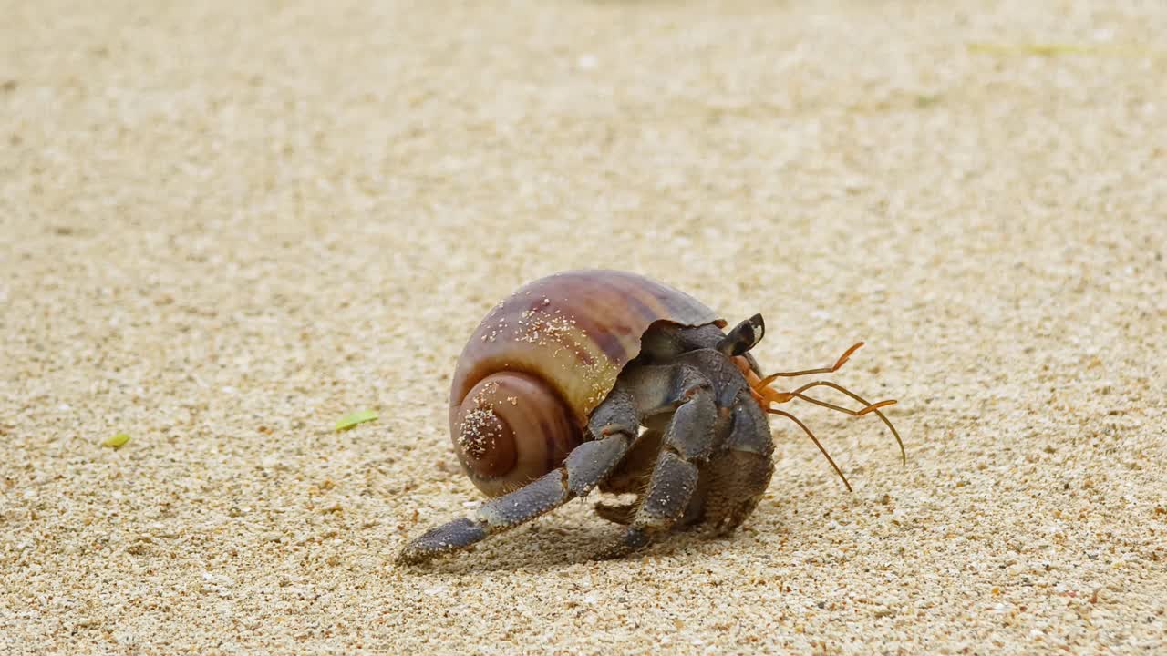 해변에서 소라 게