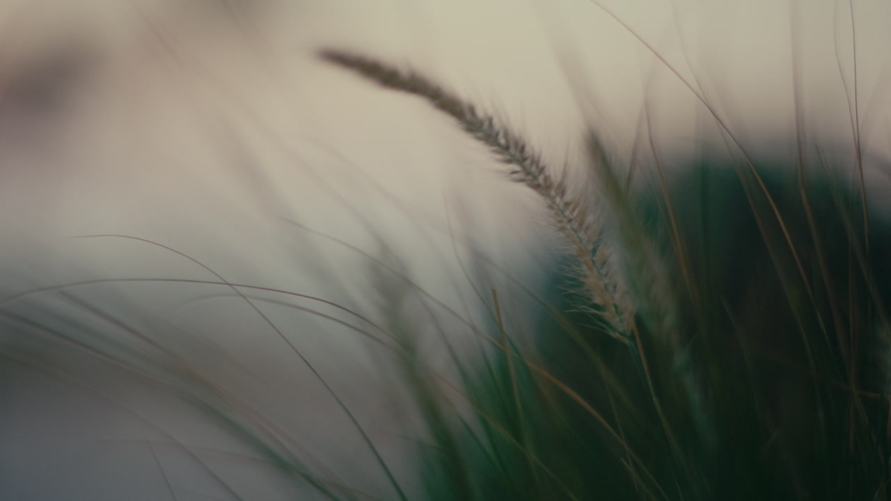 Serene nature escape with a close up of pampas grass in soft light.