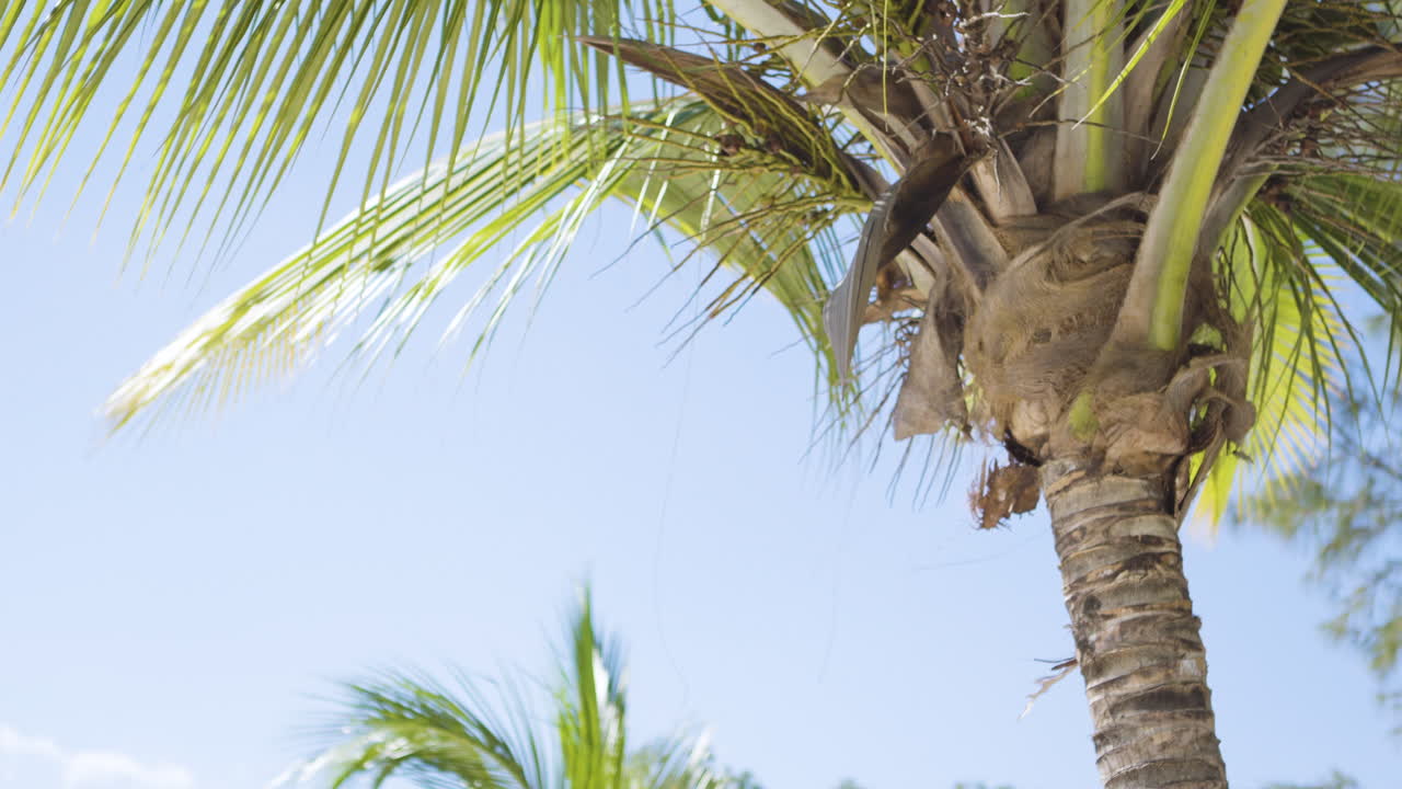 Tall tropical palm trees swaying gently in the breeze under a bright blue sky in Jamaica, peaceful serene backdrop, medium static