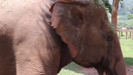 gran elefante caminando frente a la cámara