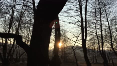 walking on a forest road, early spring season, with beautiful light coming from sunset