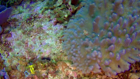 camarones mantis moviéndose entre coloridos corales blandos y duros en un sitio secreto de buceo en el jardín en el parque nacional de komodo, flores, indonesia