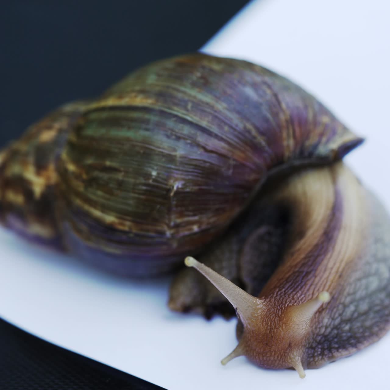 Giant African land snail. Achatina fulica in front of white background