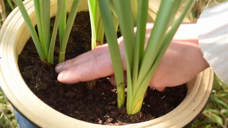 gärtner prüft boden im blumentopf