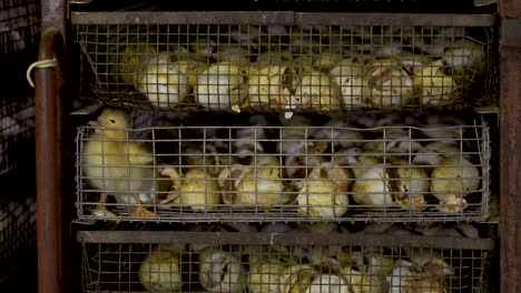 defective duckling among egg shells in the cage