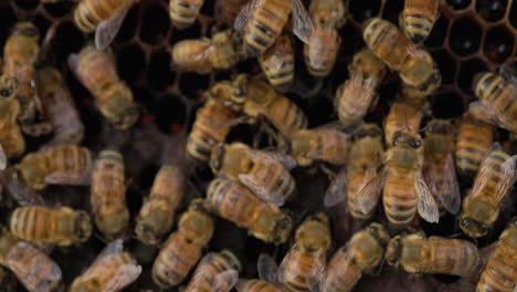 worker honey bees tending to the brood cells taking care of honey stock and new born babies