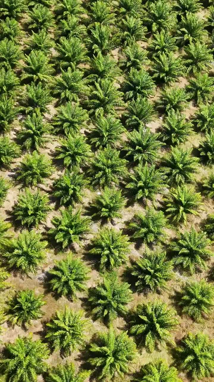 Drone footage captures a lush palm plantation in Phuket, Thailand, showcasing orderly rows of trees under bright sunlight