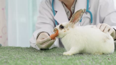 the vet is feeding carrots to cute white rabbits. cute little rabbit healthy