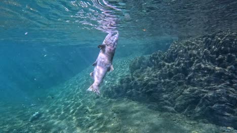 Vídeo-Submarino-De-Una-Trucha-Biwa-Muerta-Cerca-Del-Lago-Biwa,-Japón,-Filmado-Bajo-El-Agua-Con-Luz-Natural