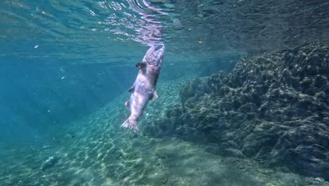 video submarino de una trucha biwa muerta cerca del lago biwa, japón, filmado bajo el agua con luz natural