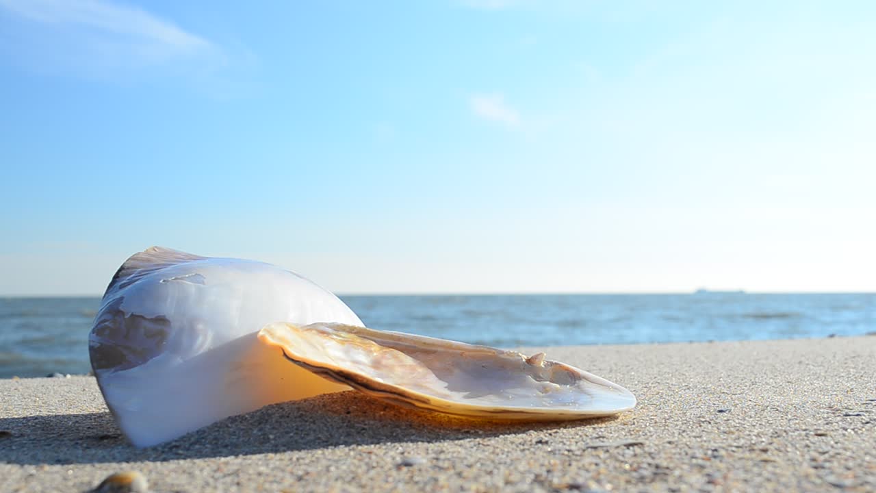 Cockleshells on sand against the background of waves. Shooting on the beach