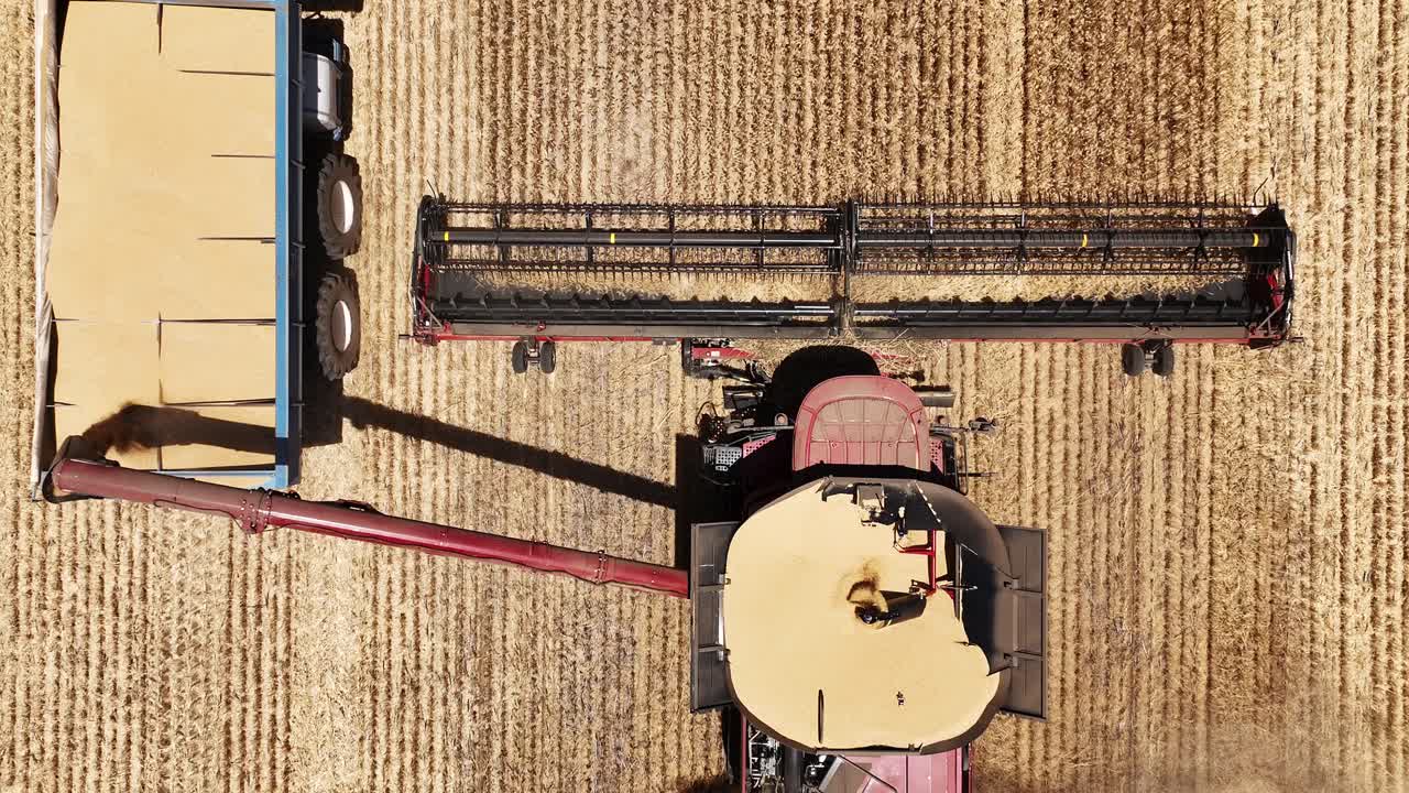 Experience the precision and power of a large-scale grain harvesting operation as the fields come alive with activity