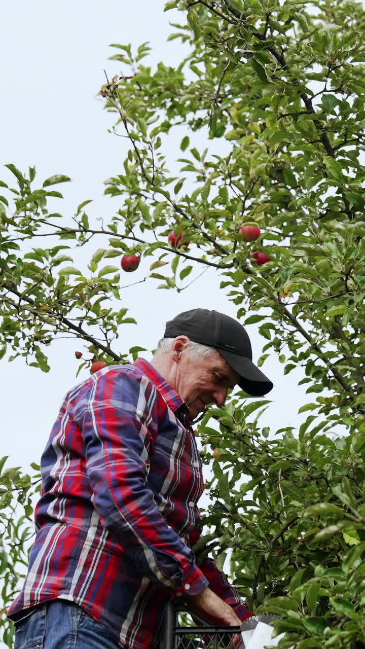Old farmer wearing red and blue checkered shirt and cap gathers apples. Man stands high on the ladder picking fruit. Vertical video