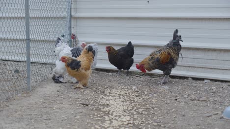 chickens eating grain in a coop