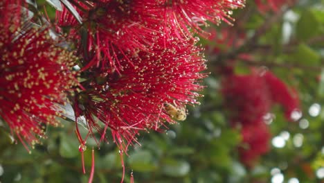 una abeja recogiendo polen de una flor húmeda en un árbol pohutukawa antes de volar