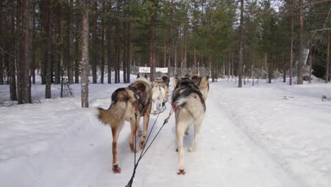 huskies pulling a sled through a snowy forest on a bright winter day in the wilderness