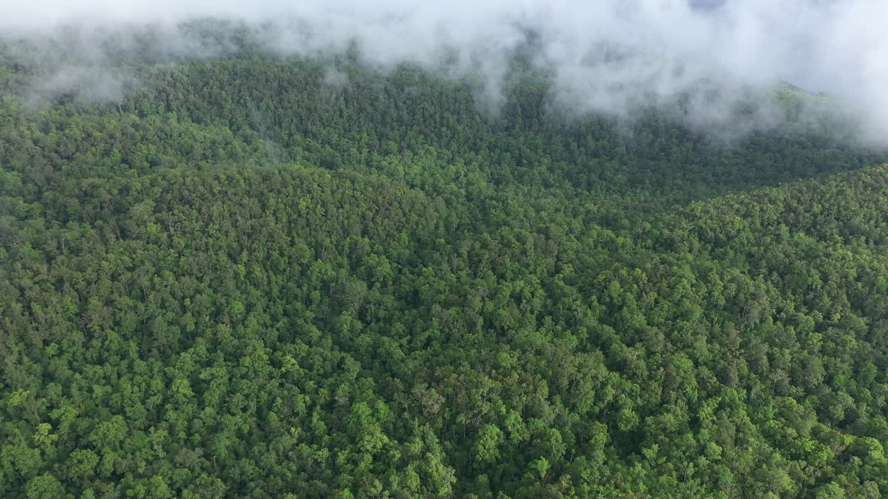 vista aérea de un exuberante bosque tropical montañoso