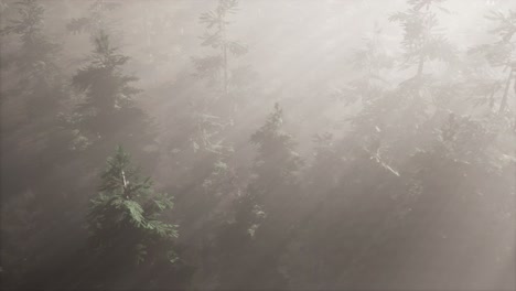 aerial sunrays in forest with fog