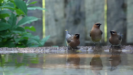 muchos coloridos pájaros de cera bohemios bebiendo, salpicando, de pie y bañándose en un baño de pájaros de agua fresca y clara, cierre estático