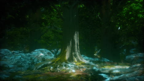 rain forest in central america