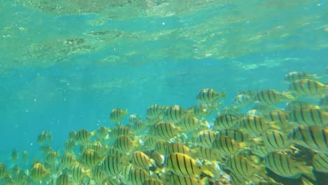 angled view of convict tang fish schooling together through hawaiian waters