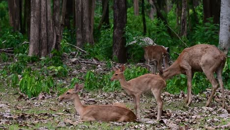 Der-Eldhirsch-Ist-Aufgrund-Von-Lebensraumverlust-Und-Jagd-Eine-Vom-Aussterben-Bedrohte-Art