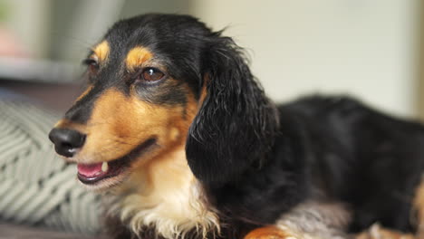 small dachshund sausage dog panting heavily as it looks around the room