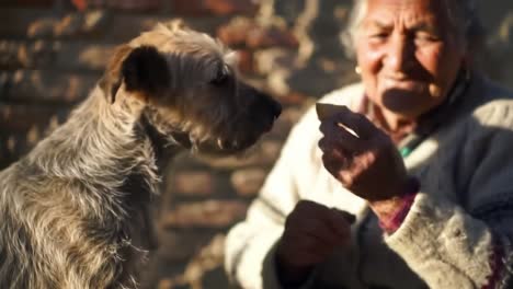 an endearing moment: a woman shares treats with her beloved dog in the warm glow of afternoon sunlight, highlighting the joyful bond between them