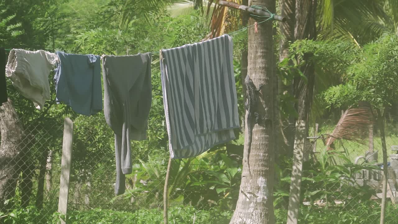 큰 이국적인 도마 동물이 정원 도시 생활 구역에서 옷 줄 외에 나무에 올라