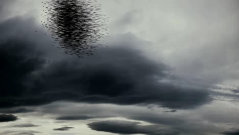 a massive flock of swarming starling birds.