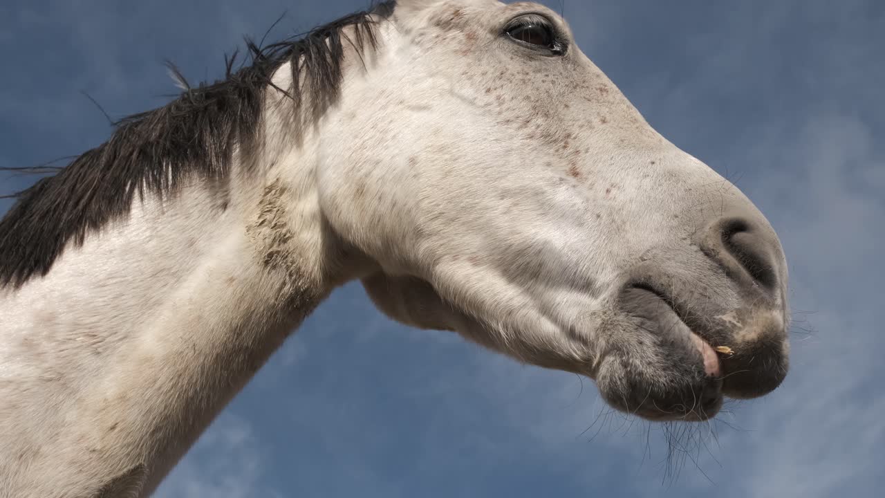 White horse displaying a variety of humorous facial expressions against a bright blue sky