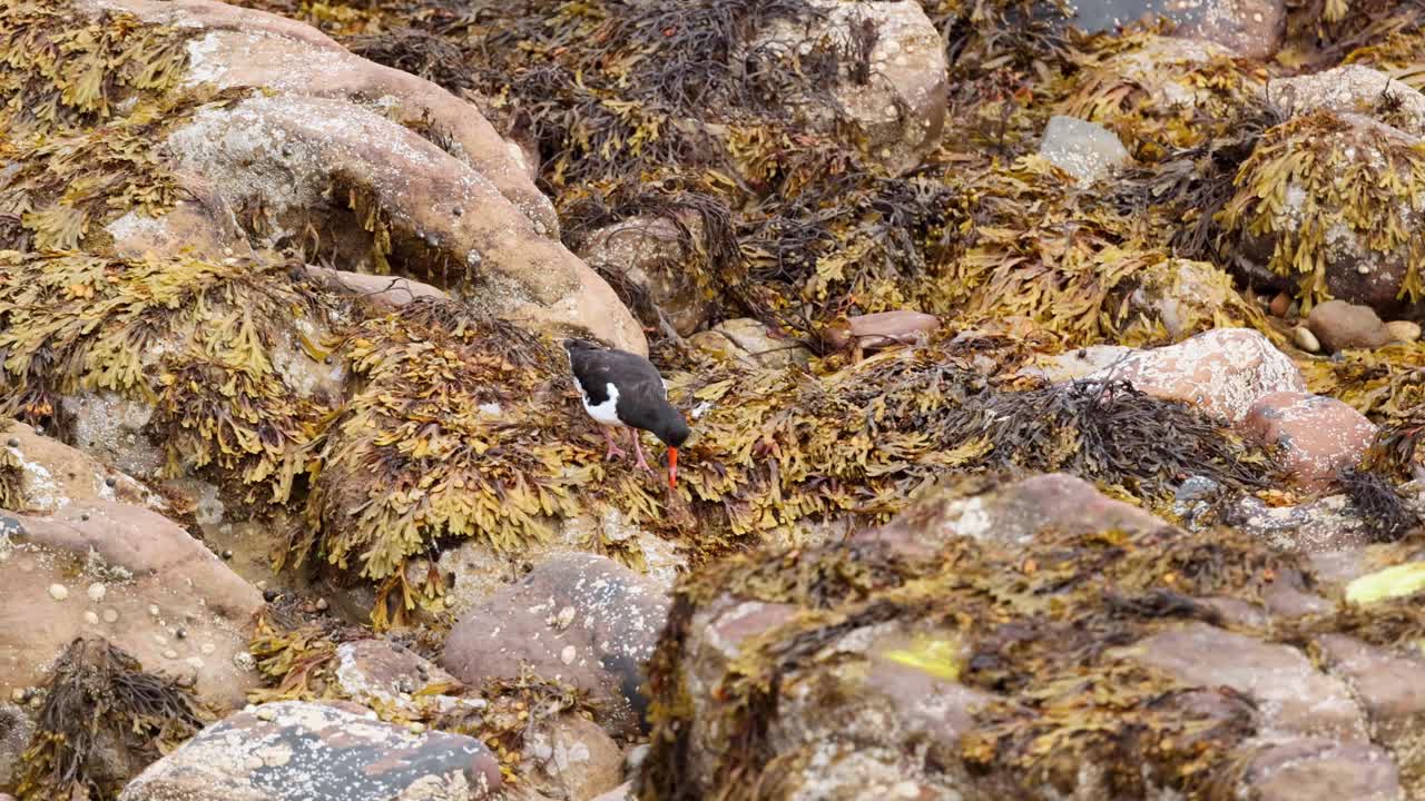 해조류 로 인 바위 들 사이 에서 먹이 를 찾는 새