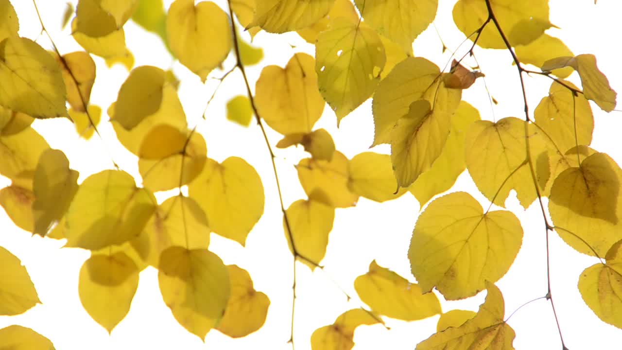 foglie d'autunno