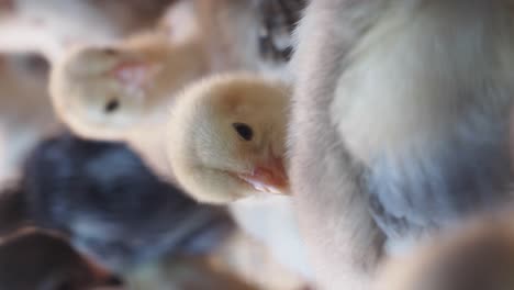 baby chicks in a cage