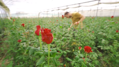 florista trabajando en un invernadero de rosas.